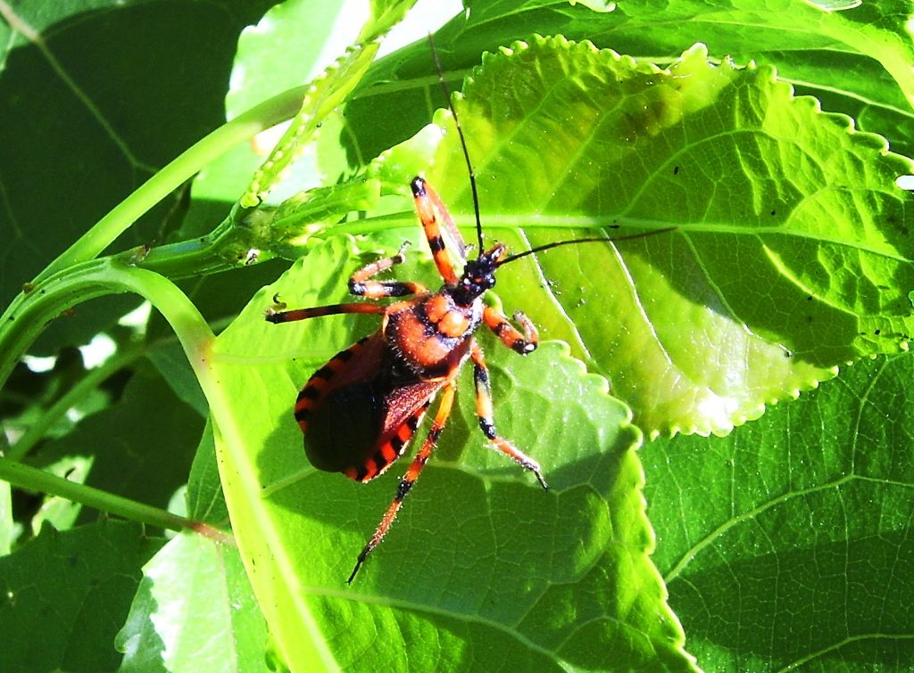 Rhynocoris (rubricus?)